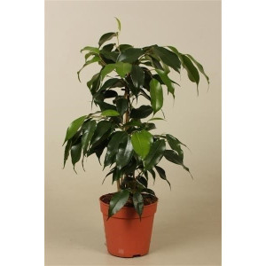 Фикус Бенджамина Даниэль 40 см.